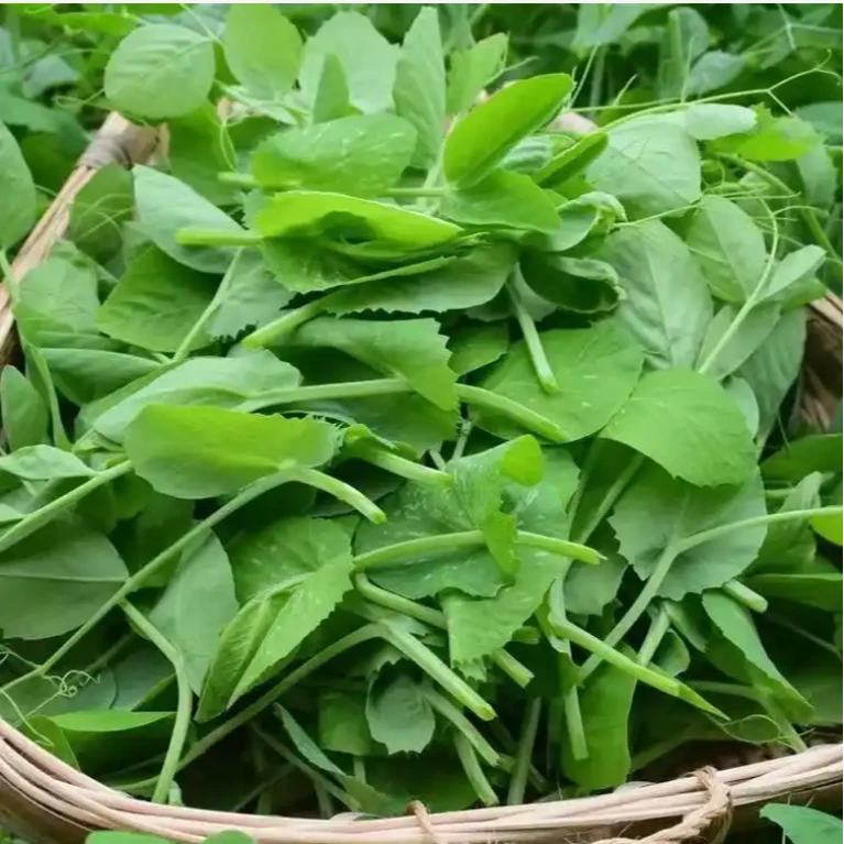 贵州龙里特菜豌豆尖500g±10g/份（涮火锅）
