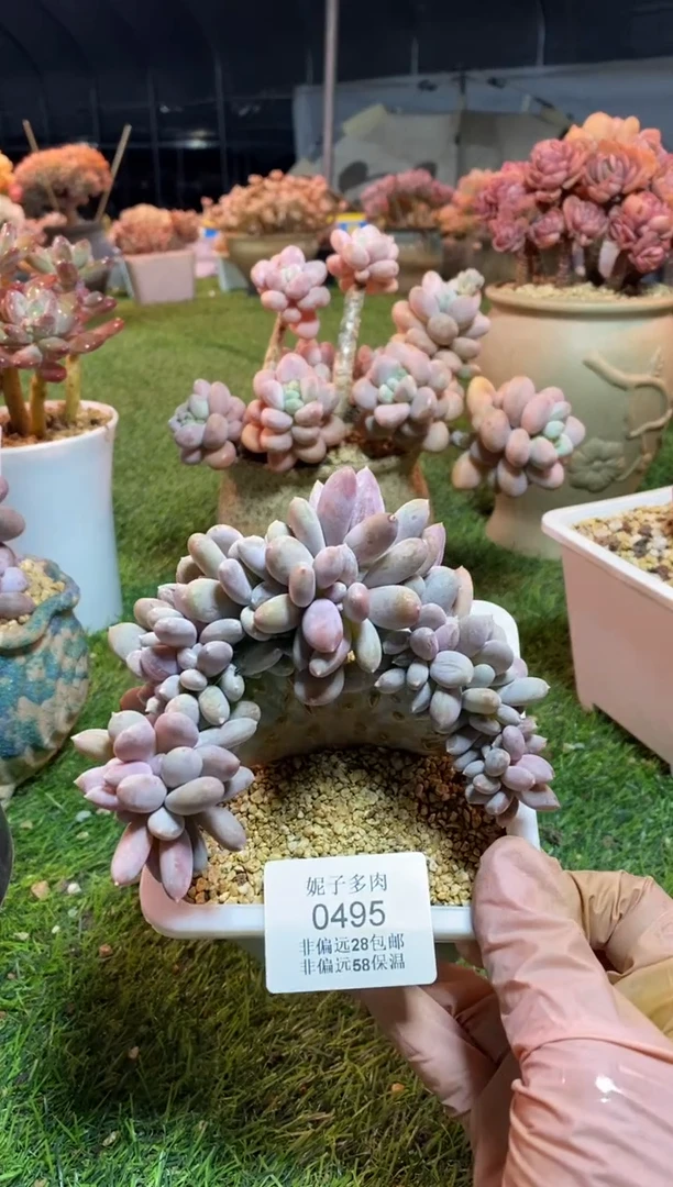 【闪购商品】0495a