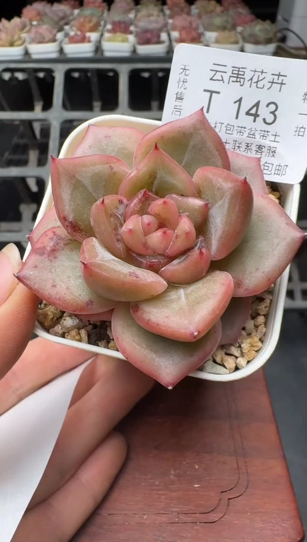 143T带盆土发(6.5cm杯） 当场拍3颗以上包柚 多肉植物