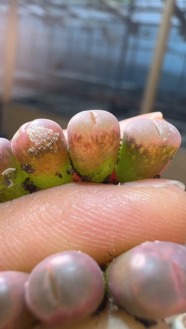 159多肉植物肉锥草莓果酱一颗
