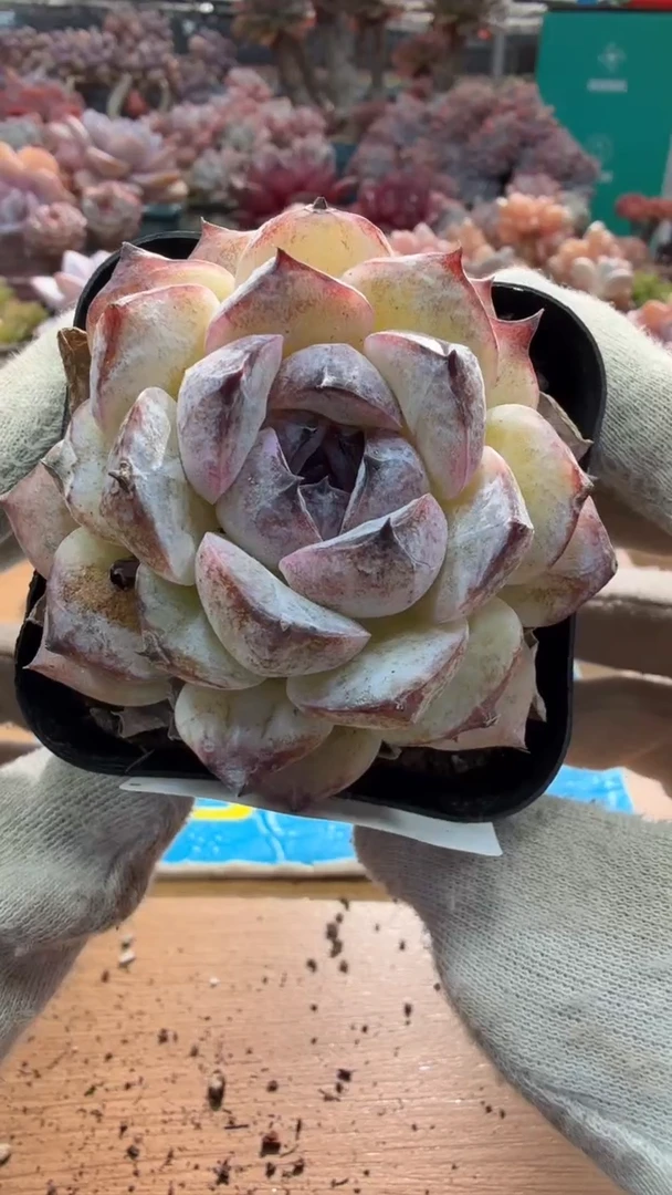 东云多肉园三店-40