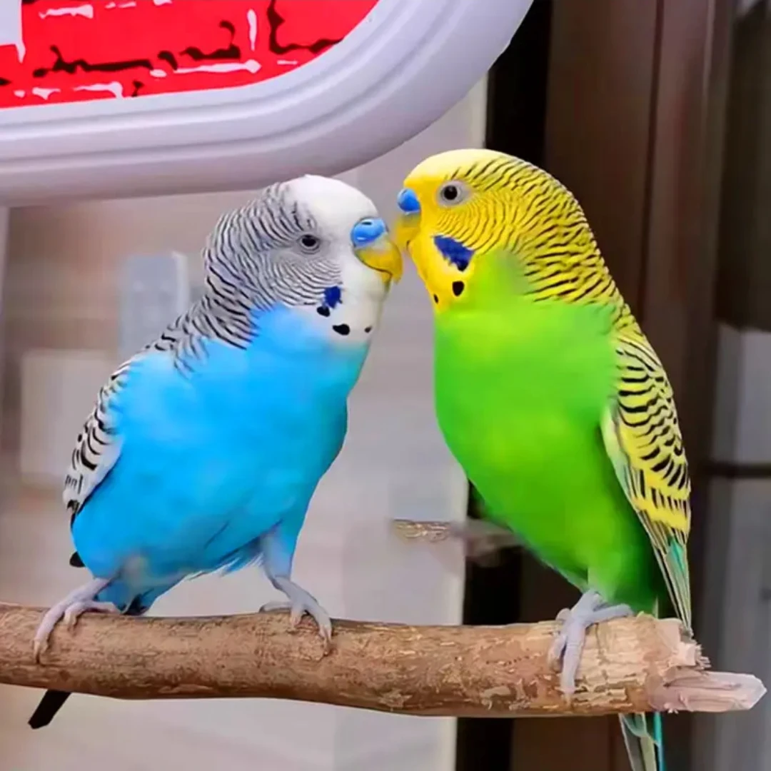 【鹦鹉】2只一对彩色鹦鹉宠物小鸟虎皮鹦鹉手养粘人（包邮到家）