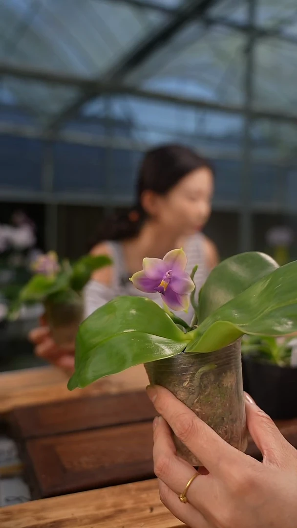 完全开放聲**呜蓝月狗交蓝贝 浓香 可挑苗