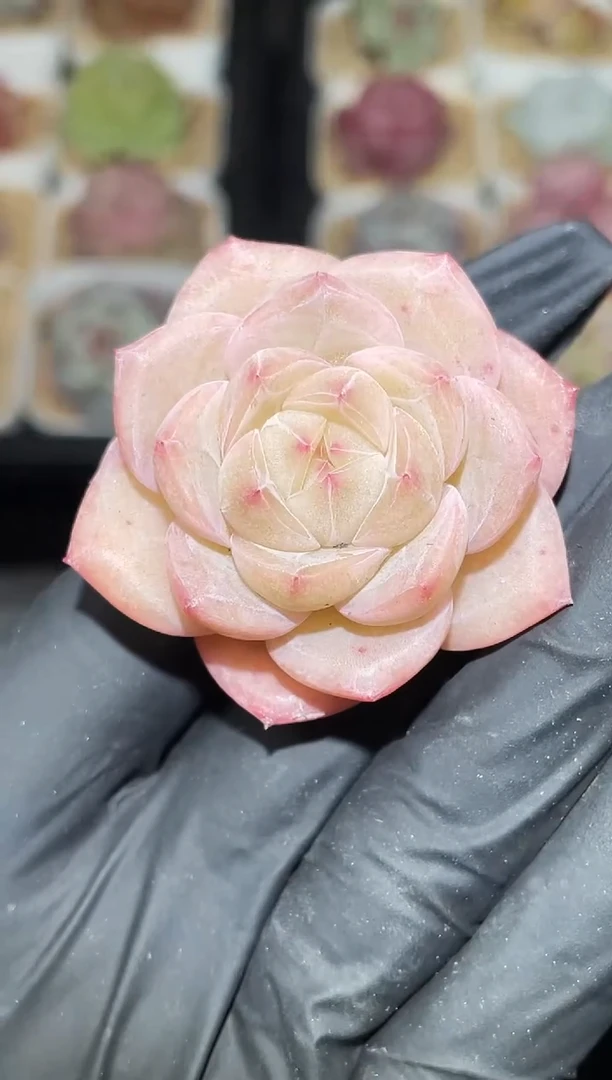 闪购2721粉珍多肉一颗 3.5-4厘米