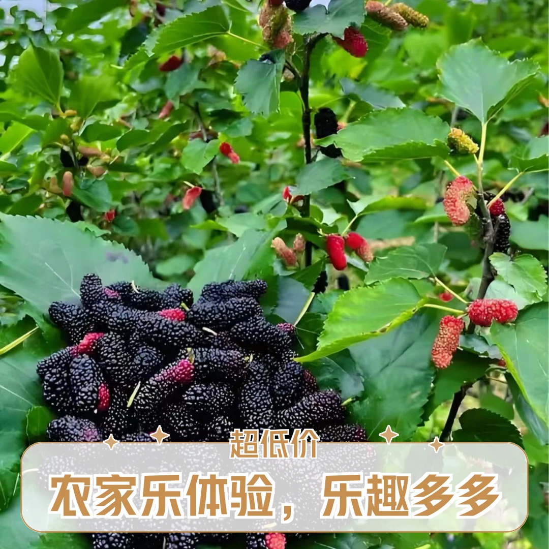 【桑葚】1-3盒新鲜采摘桑葚黑桑葚100g