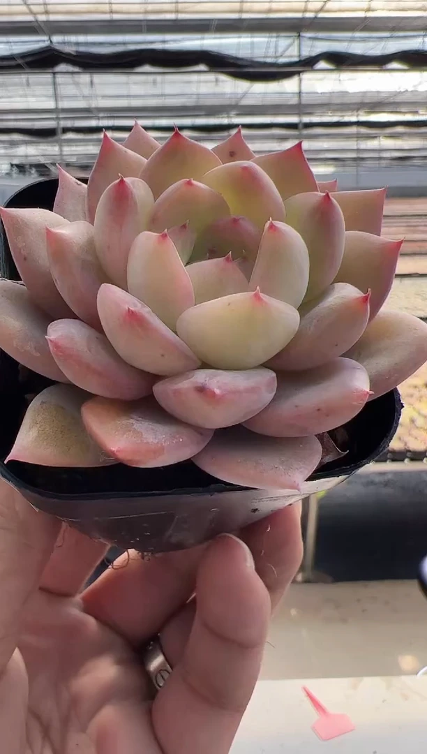 【闪购商品】新款多肉-70