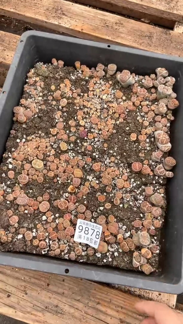 9878特价菊一筐带土不带盆有瑕疵