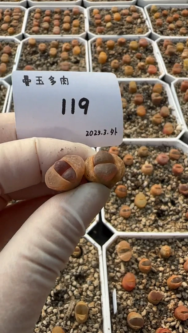 【闪购商品】3.8-119