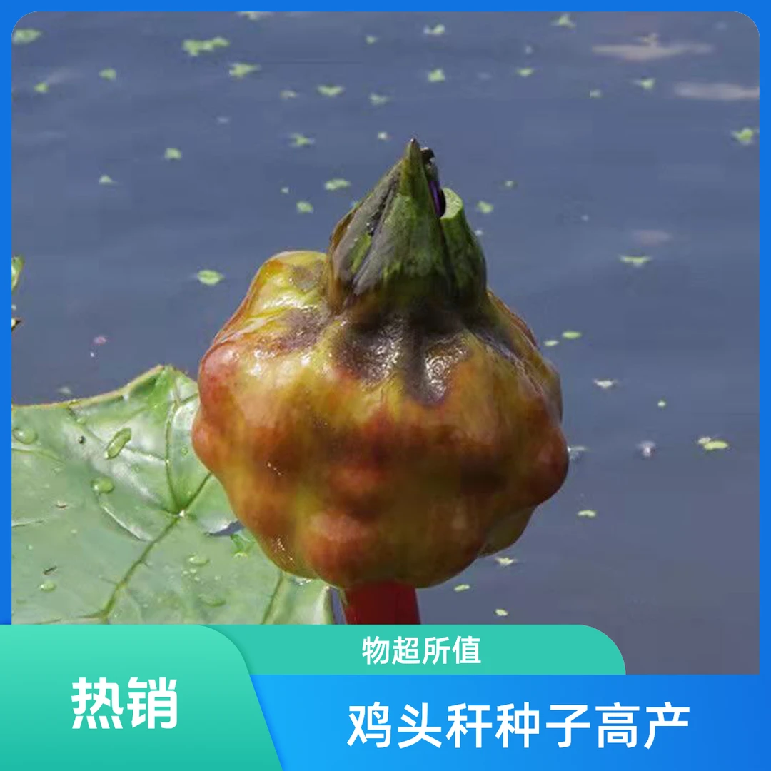 高产鸡头秆种子芡实苗鸡头籽种籽杂交鸡头果种鸡头梗苏芡种子包邮