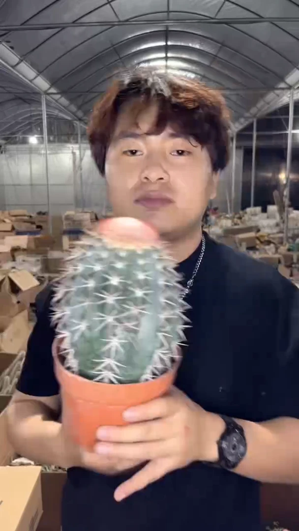 实生根 大锦云【带云顶】12-15cm