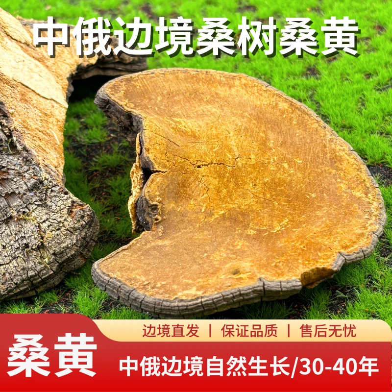 中俄边境桑树桑黄(30-40年 、森林黄金)250克