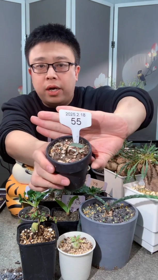 【闪购商品】波叶2.18.55