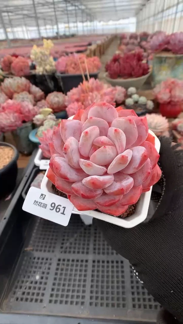 961紫皮橙子多肉植物一物一拍