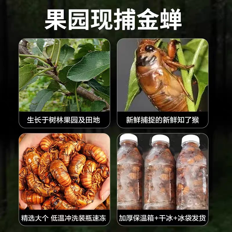 【尝鲜福利】现抓知了50只一瓶