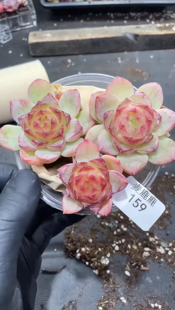 159天水珍妮     量拍
