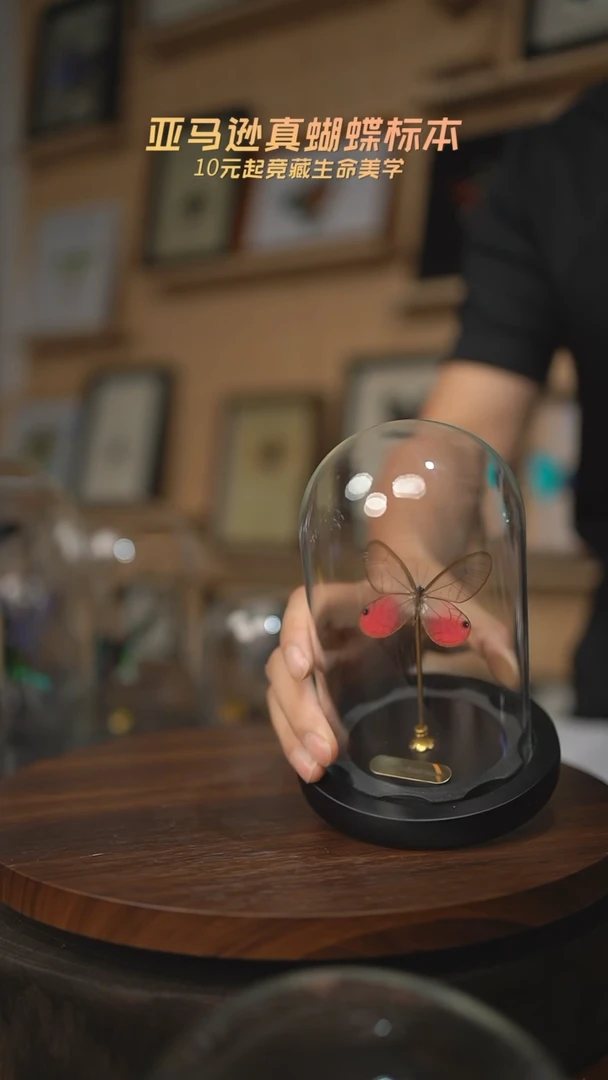 玫瑰绡眼蝶小号玻璃罩