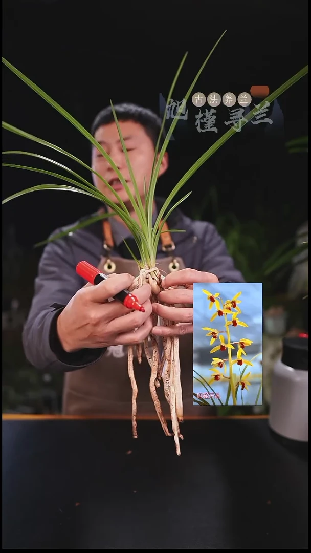 全部花苞一*草蕙兰朱金红素（子母两苗带花苞）