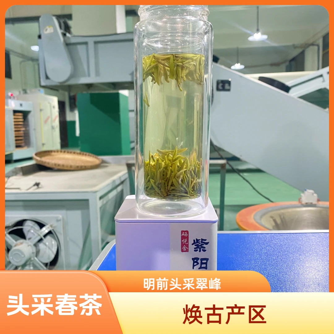 (A321) 2025年春茶正宗焕古新茶头采紫阳翠峰紫阳茶紫阳翠芽茶叶