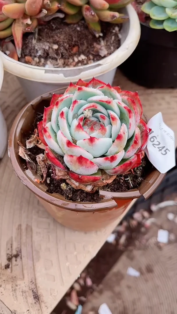 【闪购商品】16245