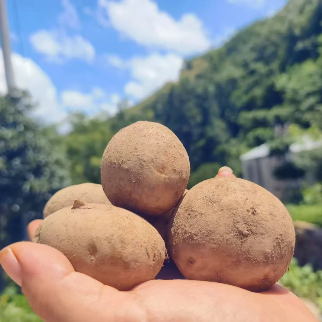 【福利品】农家露天种植新鲜黄心小土豆洋芋正宗本地山地土豆1.5斤