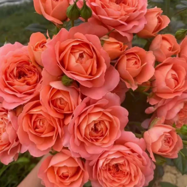 杏色果汁/杏仁汁阳台 灌木  月季小苗