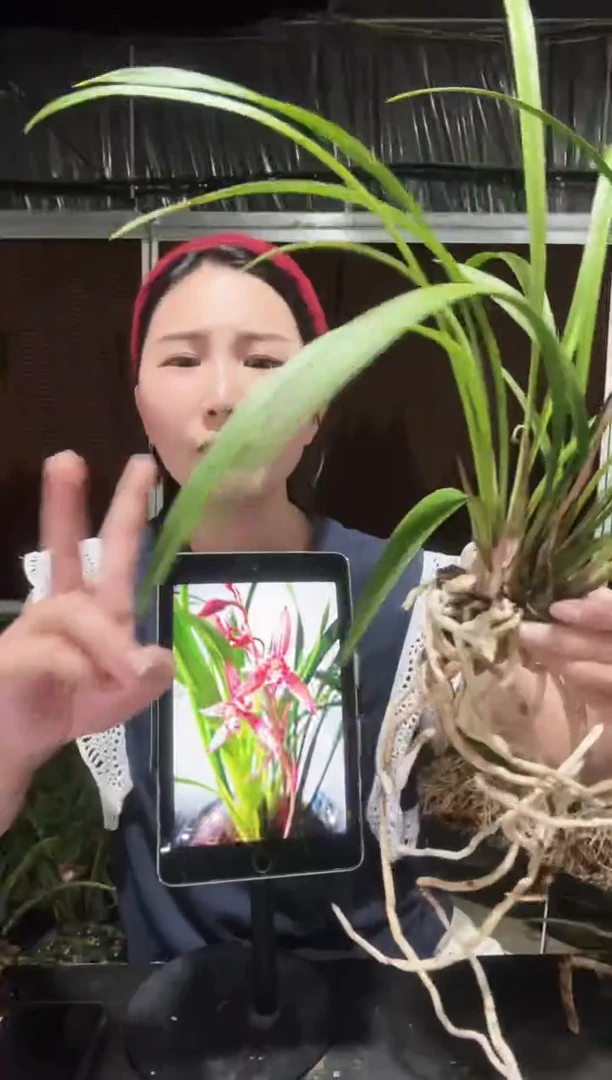 无花朵红蝉牡丹2苗 兰花