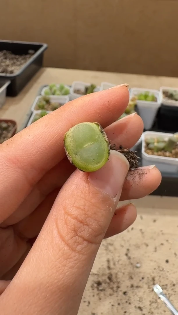 10-377多肉植物肉锥