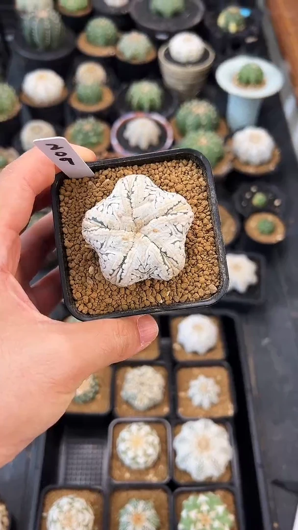 金****1浓白五角星实生根星兜编码209