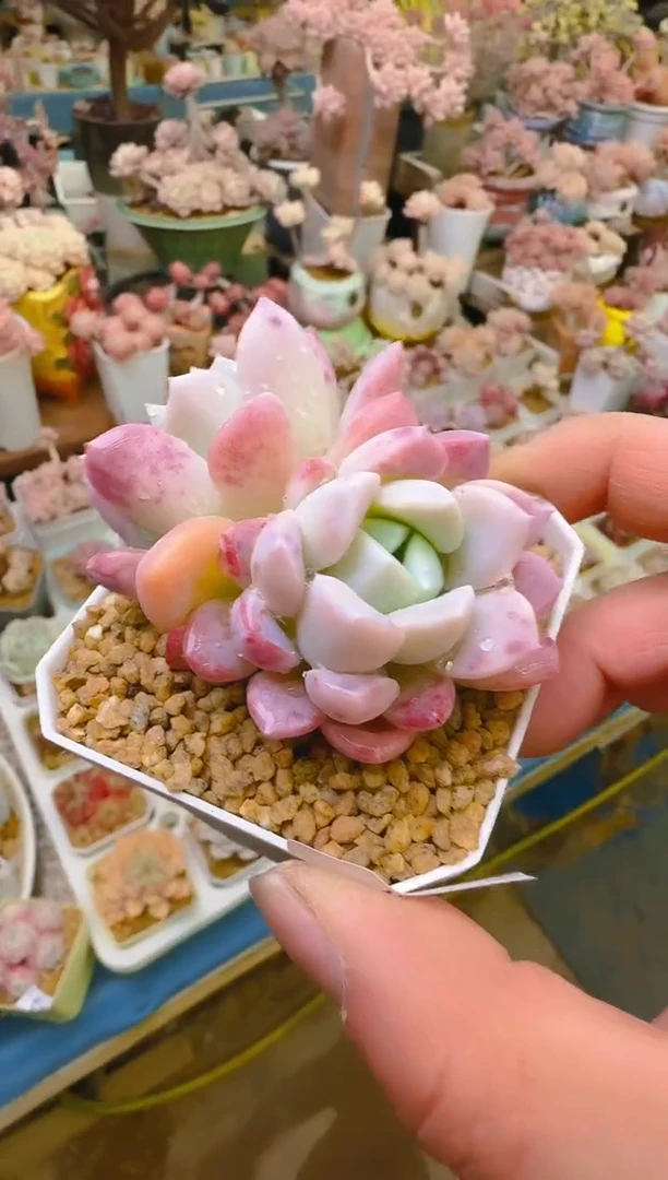 【闪购商品】优—122—仙农（玉兔)