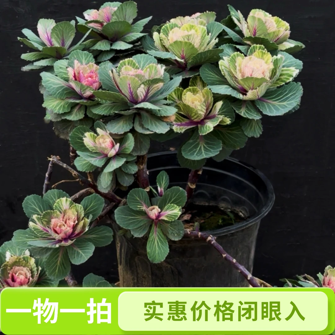 一物一拍羽衣甘蓝精选花卉好养多年生绿植