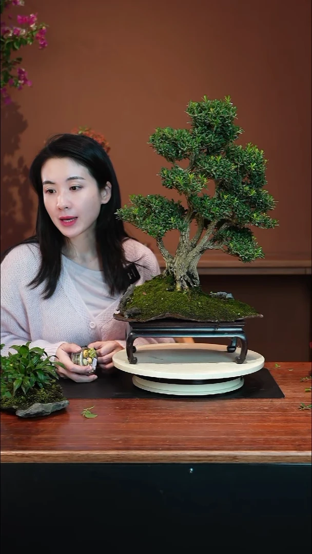 全部花朵黄杨I盆景盆景盆景