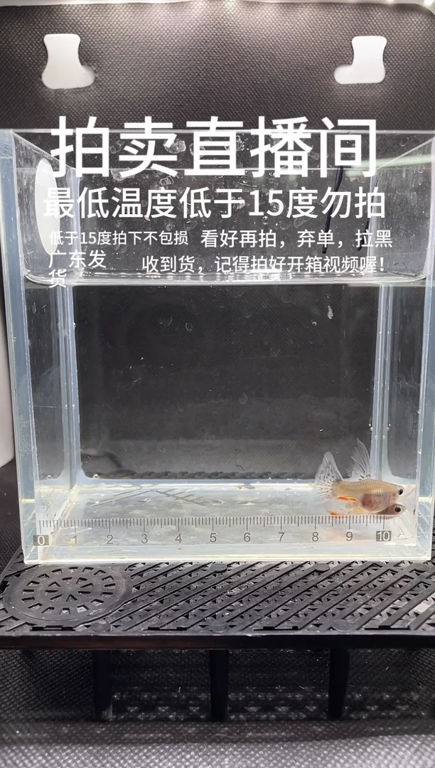 孔雀鱼杂袍玻璃猫C 两条  最低温度低于15度不报损  编号  11