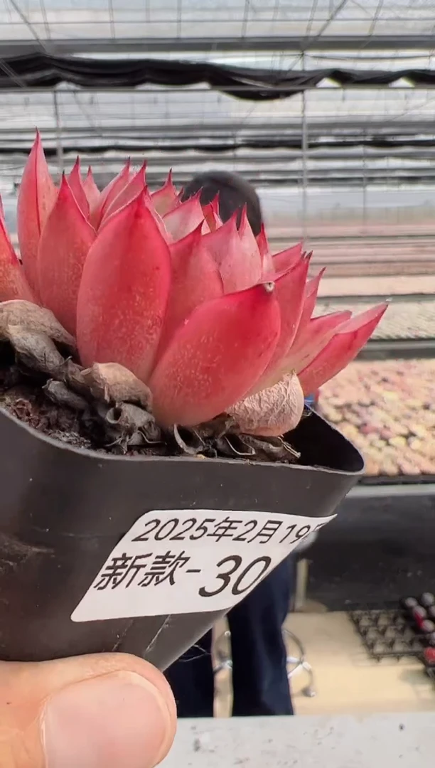 【闪购商品】福利多肉-306
