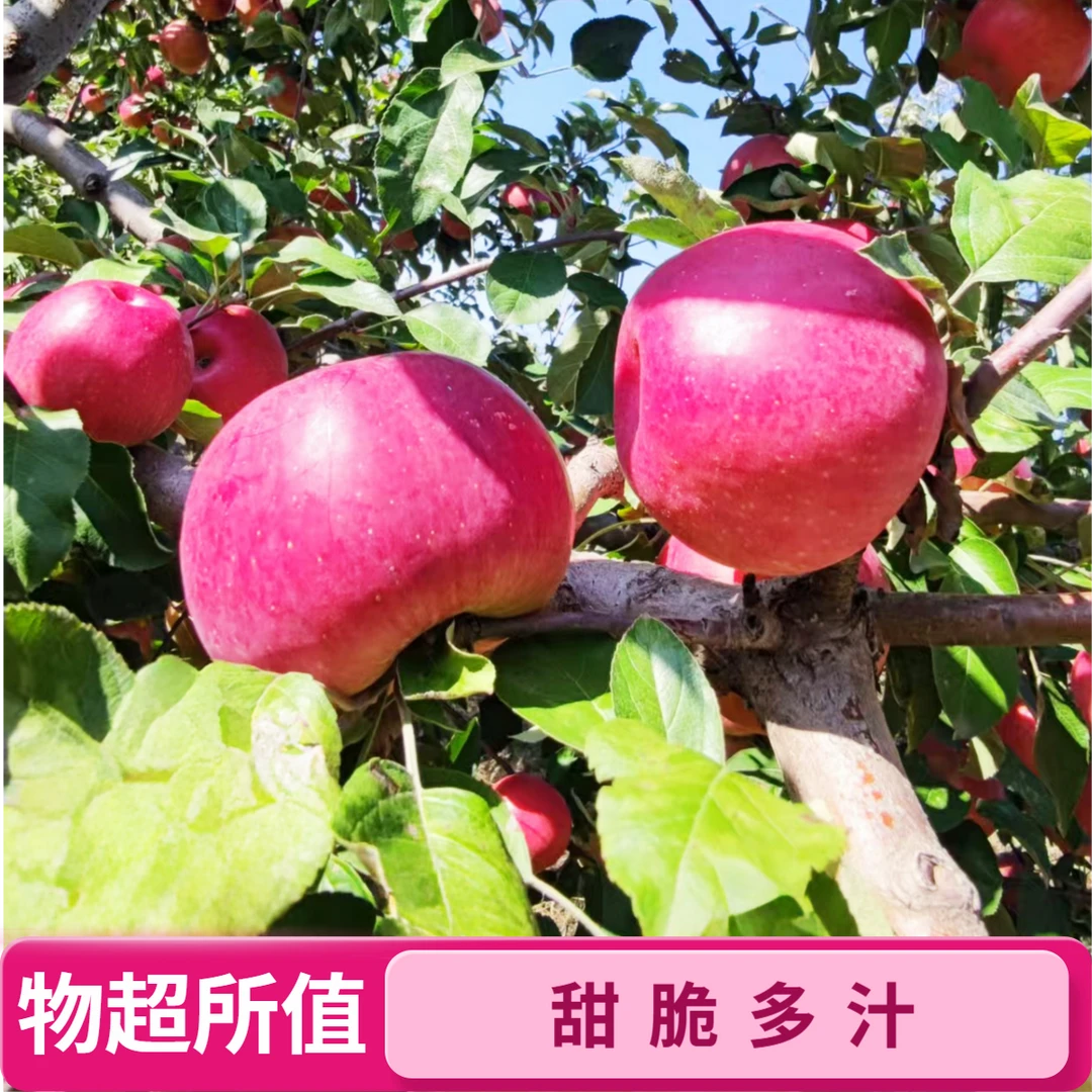 宁城苹果小果蒙富苹果新用户福利宠粉福利宁城特产酸甜脆多汁