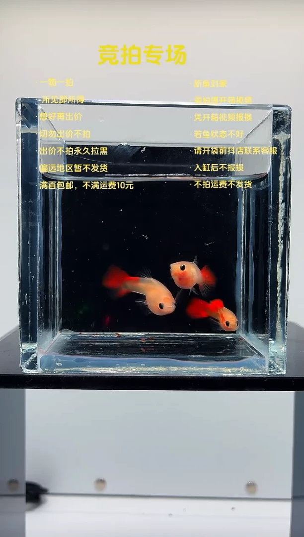 孔雀鱼琉璃一公两母-19