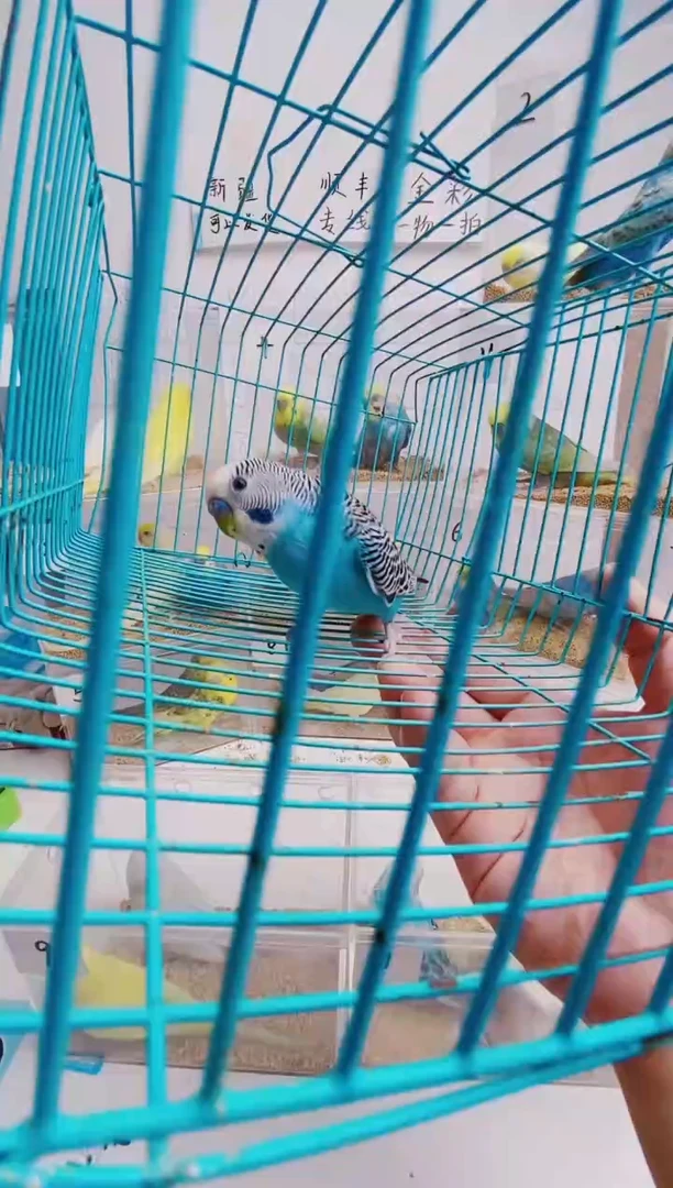 虎皮鹦鹉成年蓝皮专属
