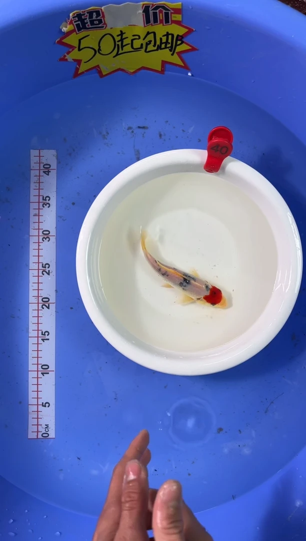 锦鲤活体二号链接 包邮