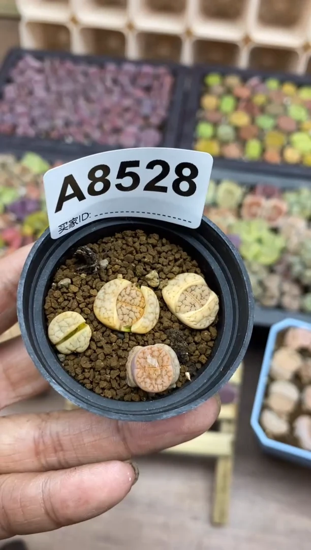 【闪购商品】8528直播一物一拍