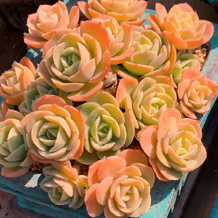 欣娜塔多肉植物大颗盆栽室内办公室桌面装饰满9.99包邮