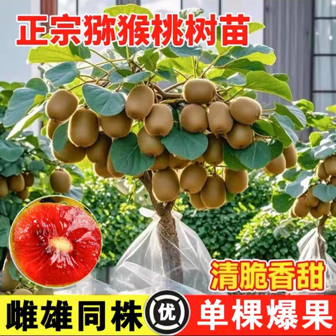 【正宗猕猴桃树苗】公母同株盆栽地栽南北方种植耐寒当年结果苗
