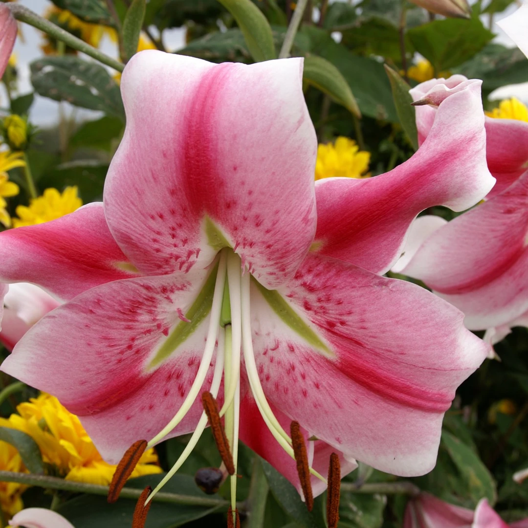 新品【阿纳斯塔西娅】14/16 OT系列百合种球进口百合种球进口种球