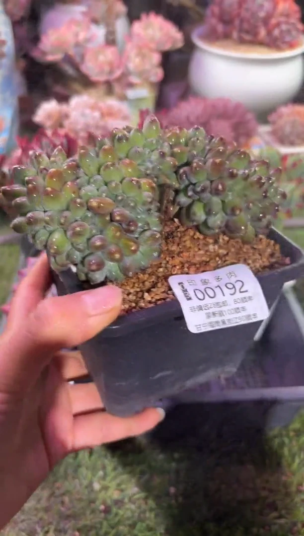 【闪购商品】00192