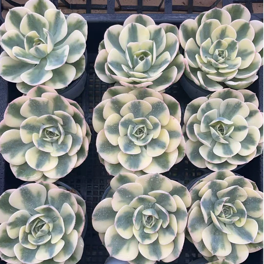 玉蝶景多肉植物盆栽1颗【带盆带土】