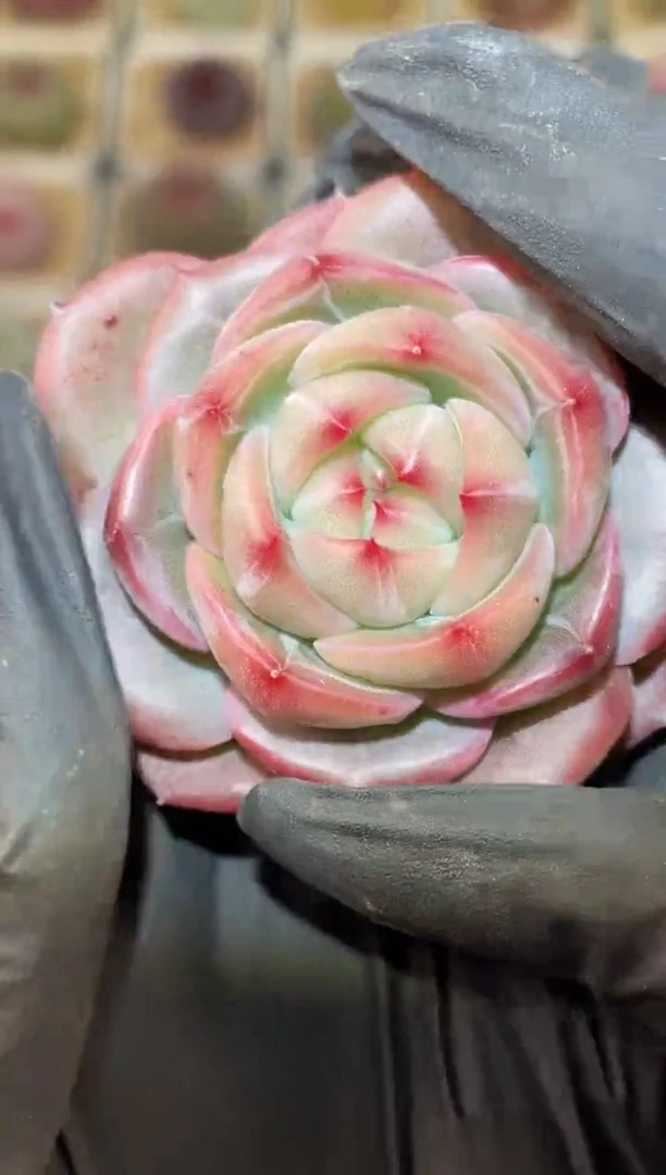 闪购3118 珠算多肉一颗 4.5-5厘米