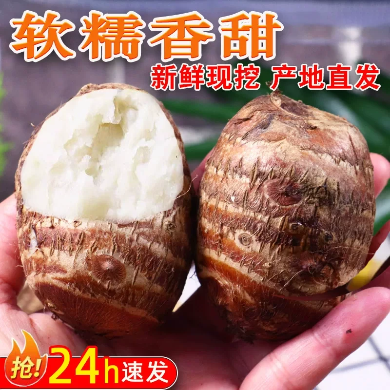 云南新鲜牛奶小芋头农家自种粉糯香芋软糯可口芋艿芋仔芋子毛芋头