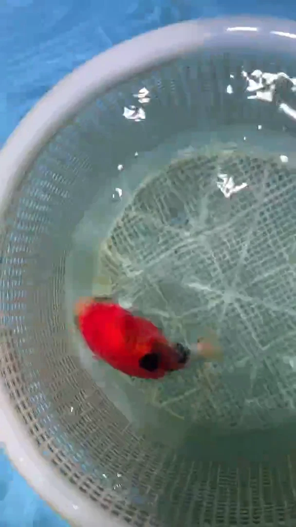 金鱼2单包邮  售后开箱视频