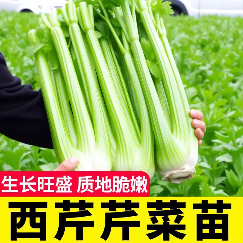 皇后西芹苗根芹苗芹菜苗家庭小菜园阳台盆栽当季蔬菜苗可越冬