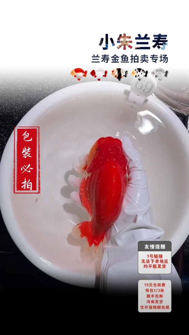 金鱼包装必拍未拍顺丰到付69号