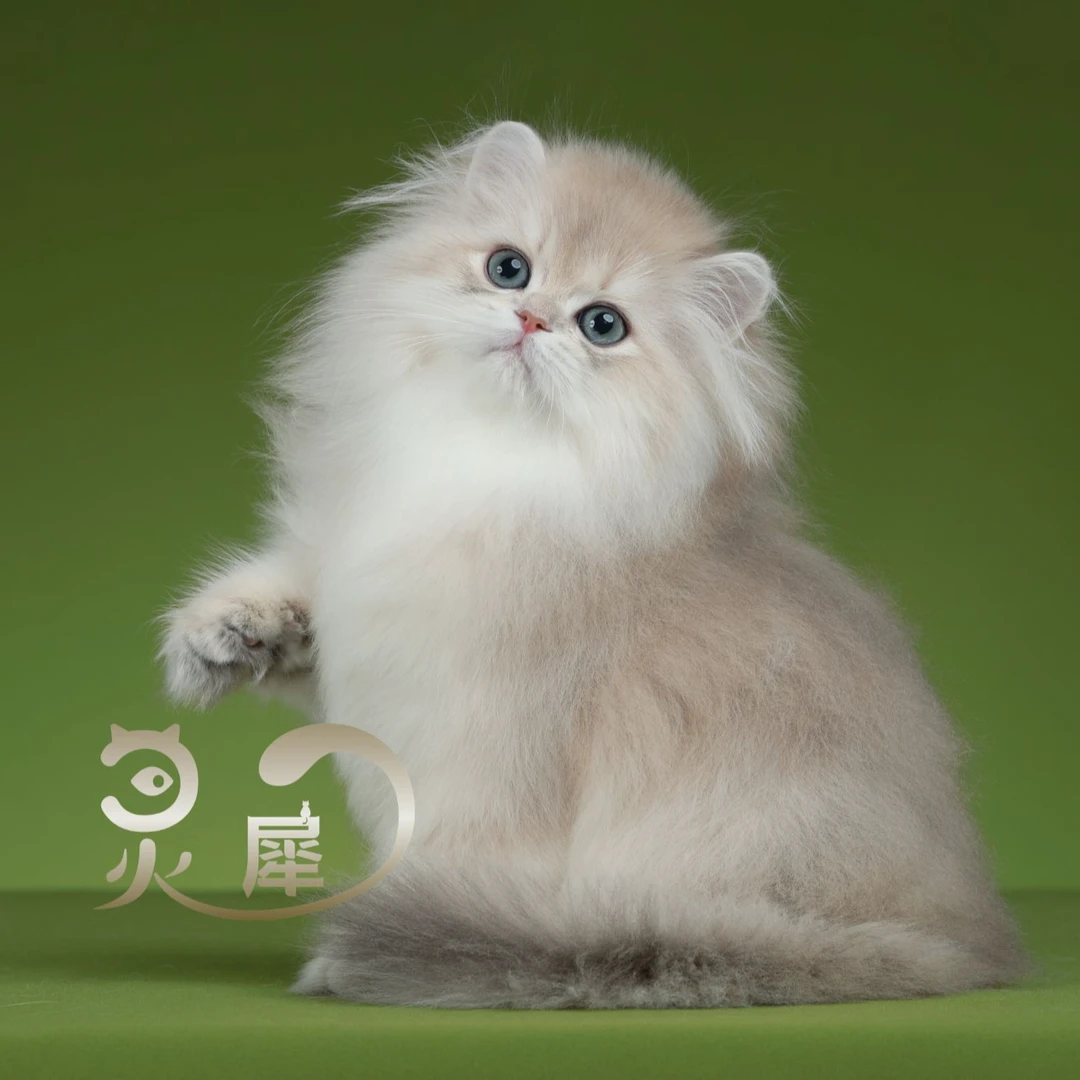 咚咚--猫咪蓝金弟弟猫咪活体【灵犀猫舍】