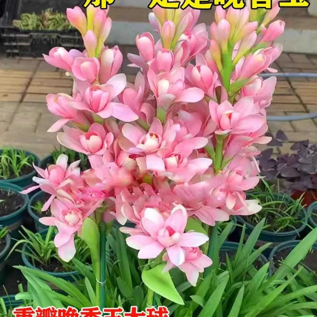 晚香玉种球重瓣大花球根夜来香浓香型多年生切花庭院阳台盆栽花卉